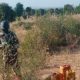Nigerian Military Dismantles Suspected Suicide Bombing Network in Adamawa