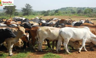 Suspected Livestock Thief Injured as Vigilant Villagers Foil Night Raid in Yobe Community