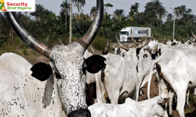 Police Arrest Seven Suspects Over Killing of 20-Year-Old Man in Oyo Community