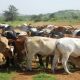 Suspected Livestock Thief Injured as Vigilant Villagers Foil Night Raid in Yobe Community